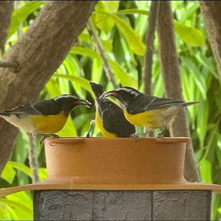 Blue Bay Beach Villa 25 3-Min Beach-Pool-Golf Ngoại thất bức ảnh